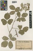 Syntype of Rubus elegans Utsch [family ROSACEAE]