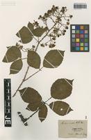 Type? of Rubus rudis Weihe & Nees [family ROSACEAE]