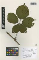 Paratype of Rubus marssonianus H. E. Weber [family ROSACEAE]