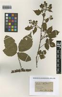 Type? of Rubus koehleri Weihe & Nees [family ROSACEAE]