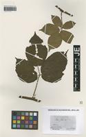Type? of Rubus scaber Weihe & Nees [family ROSACEAE]