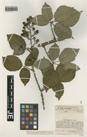 Isotype of Rubus leucophyllos G. Braun [family ROSACEAE]