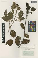 Type? of Rubus vulgaris Weihe & Nees [family ROSACEAE]