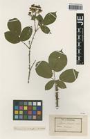 Type? of Rubus maassii Focke ex Bertram [family ROSACEAE]