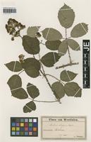 Syntype of Rubus elegans Utsch [family ROSACEAE]