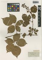 Type? of Rubus plicatus Weihe & Nees [family ROSACEAE]