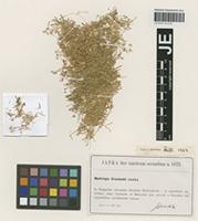 Syntype of Moehringia grisebachii Janka [family CARYOPHYLLACEAE]