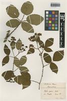 Type? of Rubus opacus Focke [family ROSACEAE]