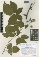 Isotype of Rubus sieberi H. Hofm. [family ROSACEAE]