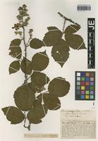 Syntype of Rubus winteri (P. J. Müll. ex Focke) Foerster species validus G. Braun [family ROSACEAE]