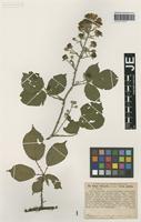 Syntype of Rubus villicaulis Koehl. ex Weihe & Nees forma geminus G. Braun [family ROSACEAE]