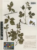 Syntype of Rubus rubiginosus Braeucker [family ROSACEAE]