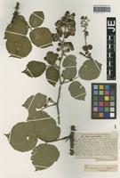 Syntype of Rubus anisacanthos G. Braun [family ROSACEAE]