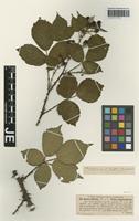 Isotype of Rubus infestus Weihe forma subglandulosus G. Braun [family ROSACEAE]