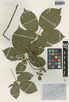 Syntype of Rubus hypomalacus Focke variety macrophyllus G. Braun [family ROSACEAE]