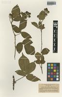 Isotype of Rubus oblongifolius P. J. Müll. & Wirtg. [family ROSACEAE]