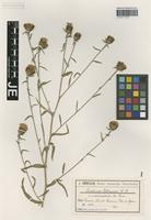 Syntype of Centaurea debeauxii Gren. & Godr. species macrocephala Pommaret [family ASTERACEAE]