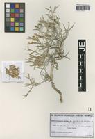Syntype of Centaurea spinosa L. variety tomentosa Halácsy [family ASTERACEAE]