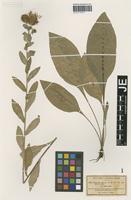 Original material of Centaurea stenolepis A. Kern. [family ASTERACEAE]