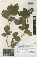 Isotype of Rubus gratus Focke variety hypomalacoides Sudre [family ROSACEAE]