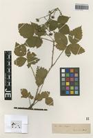 Paratype of Rubus lobatidens H. E. Weber & Stohr [family ROSACEAE]