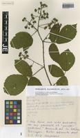 Paratype of Rubus schleicheriformis W. Jansen [family ROSACEAE]