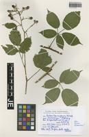Neotype of Rubus thuringensis Metsch [family ROSACEAE]