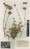 Isotype of Pyrethrum leucophyllum Boiss. & Hausskn. [family ASTERACEAE]