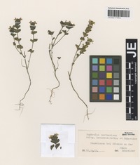 Original material of Euphrasia rostkoviana Hayne subspecies kreiselii Rothm. & U. Schneid. [family SCROPHULARIACEAE]
