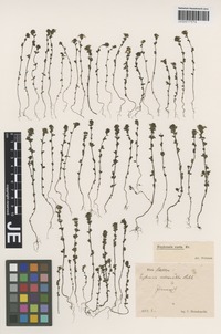 Syntype of Euphrasia curta (Fr.) Wettst. variety glabrescens Wettst. [family SCROPHULARIACEAE]