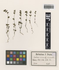 Syntype of Euphrasia minima Jacq. ex DC. subspecies tatrae (Wettst.) Hayek [family SCROPHULARIACEAE]