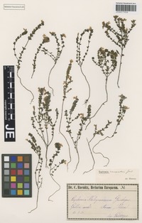 Original material of Euphrasia tholeyroniana Gand. [family SCROPHULARIACEAE]