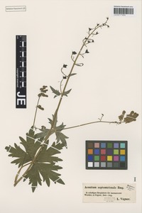 Type? of Aconitum moldavicum Hacq. ex Rchb. forma obtusidentatum Simonk. ex Gáyer [family RANUNCULACEAE]