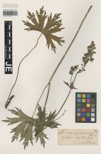 Type? of Aconitum fallacinum Błocki [family RANUNCULACEAE]