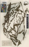 Syntype of Rumex sagorskii Hausskn. [family POLYGONACEAE]