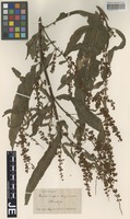 Syntype of Rumex sagorskii Hausskn. [family POLYGONACEAE]