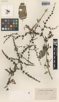 Syntype of Rumex pulcher L. forma macrodontus Hausskn. [family POLYGONACEAE]