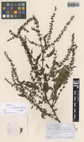 Holotype of Rumex dumulosus Hausskn. [family POLYGONACEAE]