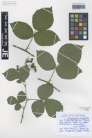 Original material of Rubus exarmatus H. E. Weber & W. Jansen [family ROSACEAE]
