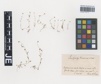 Syntype of Saxifraga tridactylites L. forma flaccidissima Engl. & Irmsch. [family SAXIFRAGACEAE]