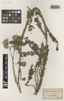 Original material of Cirsium borderei Rouy [family ASTERACEAE]