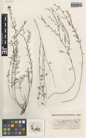 Syntype of Linum trinervium Freyn [family LINACEAE]