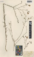 Type? of Linum darmstadinum Alef. [family LINACEAE]