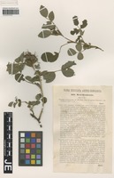 Syntype of Rosa granensis Kmet ex Heinr. Braun [family ROSACEAE]