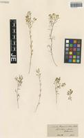 Syntype of Nasturtium hispanicum Boiss. & Reut. [family BRASSICACEAE]