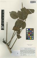 Isotype of Polyscias felicis Bernardi [family ARALIACEAE]