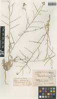 Isotype of Sisymbrium septulatum DC. variety dasycarpum O. E. Schulz [family BRASSICACEAE]