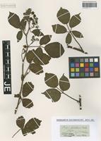 Type? of Rubus guentheri Weihe & Nees [family ROSACEAE]