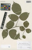 Syntype of Rubus pedemontanus Pinkw. [family ROSACEAE]
