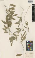 Syntype of Clitoria ternatea L. variety angustifolia Baker f. [family FABACEAE]